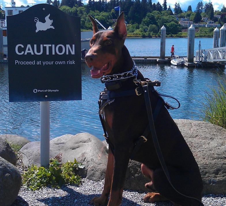 Doberman Pinscher